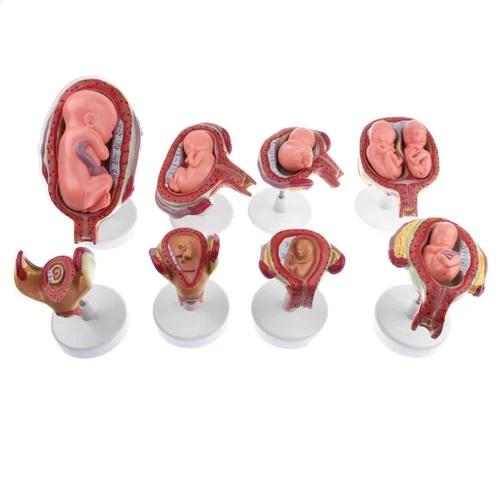Fetus Development Relief Model