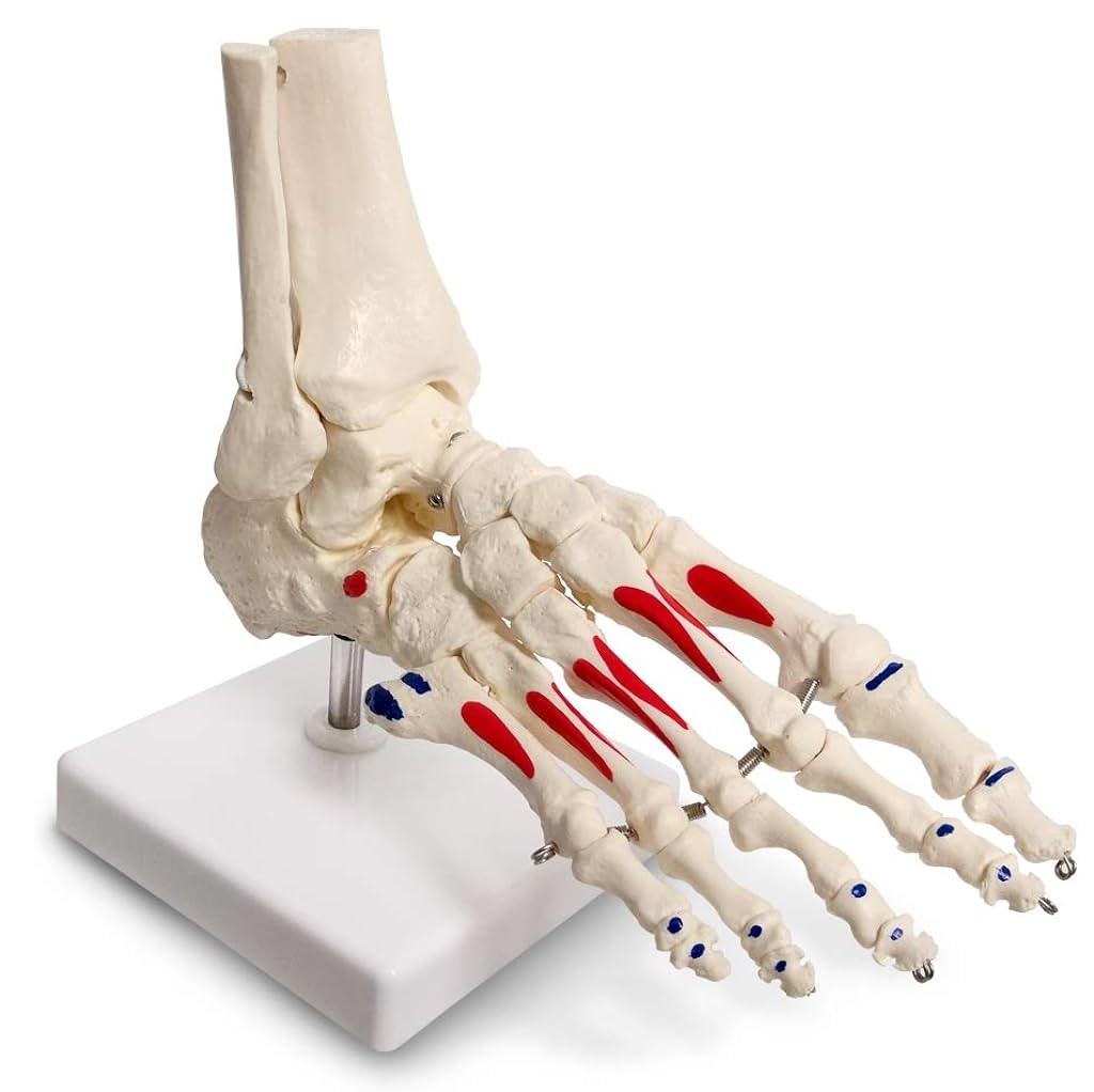 Foot Anatomy Model