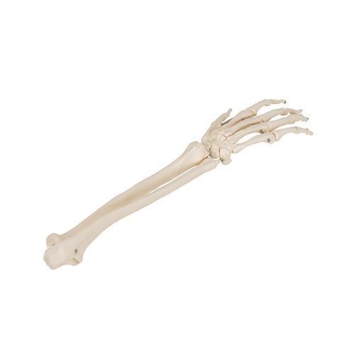 Hand, Skeletal w/Ulna & Radius