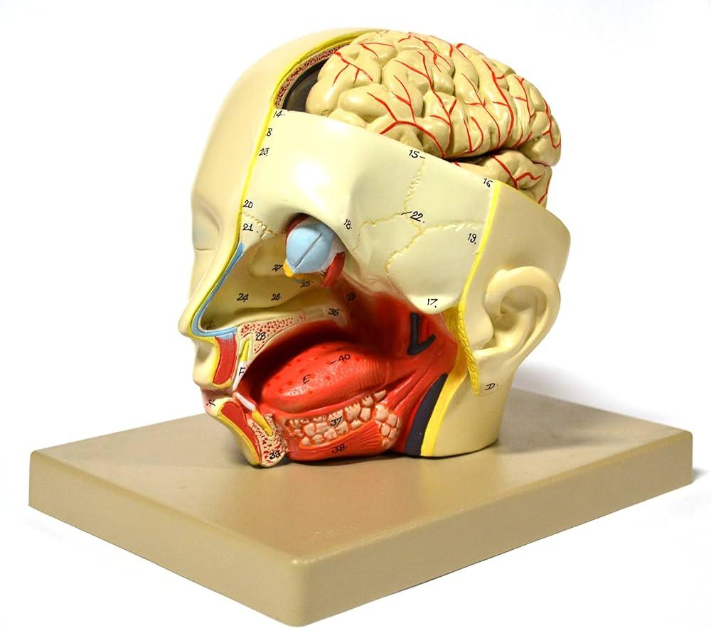 Head Model, Half Dissection