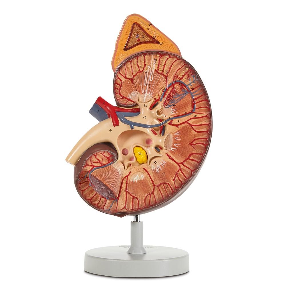 Kidney and Adrenal Gland Model