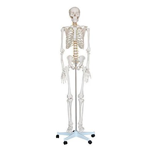 Model Skeleton Human, Natural Size