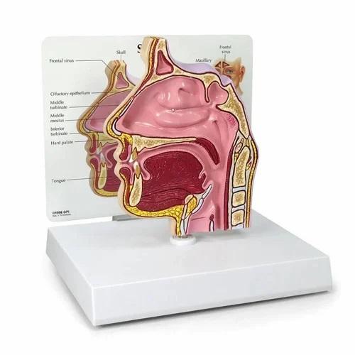 Nasal Cavity Model