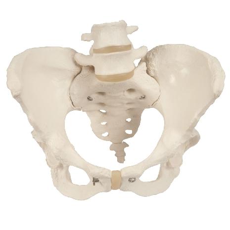 Pelvis Skeleton, Female