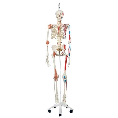 Skeleton Model w/Muscles