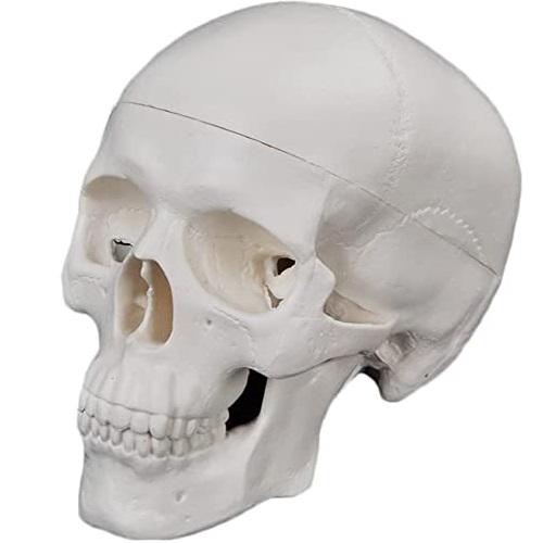 Skull Model, Natural Size, 3 Pc