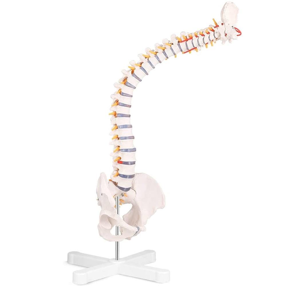 Spine Flex w/Nerve & Artery