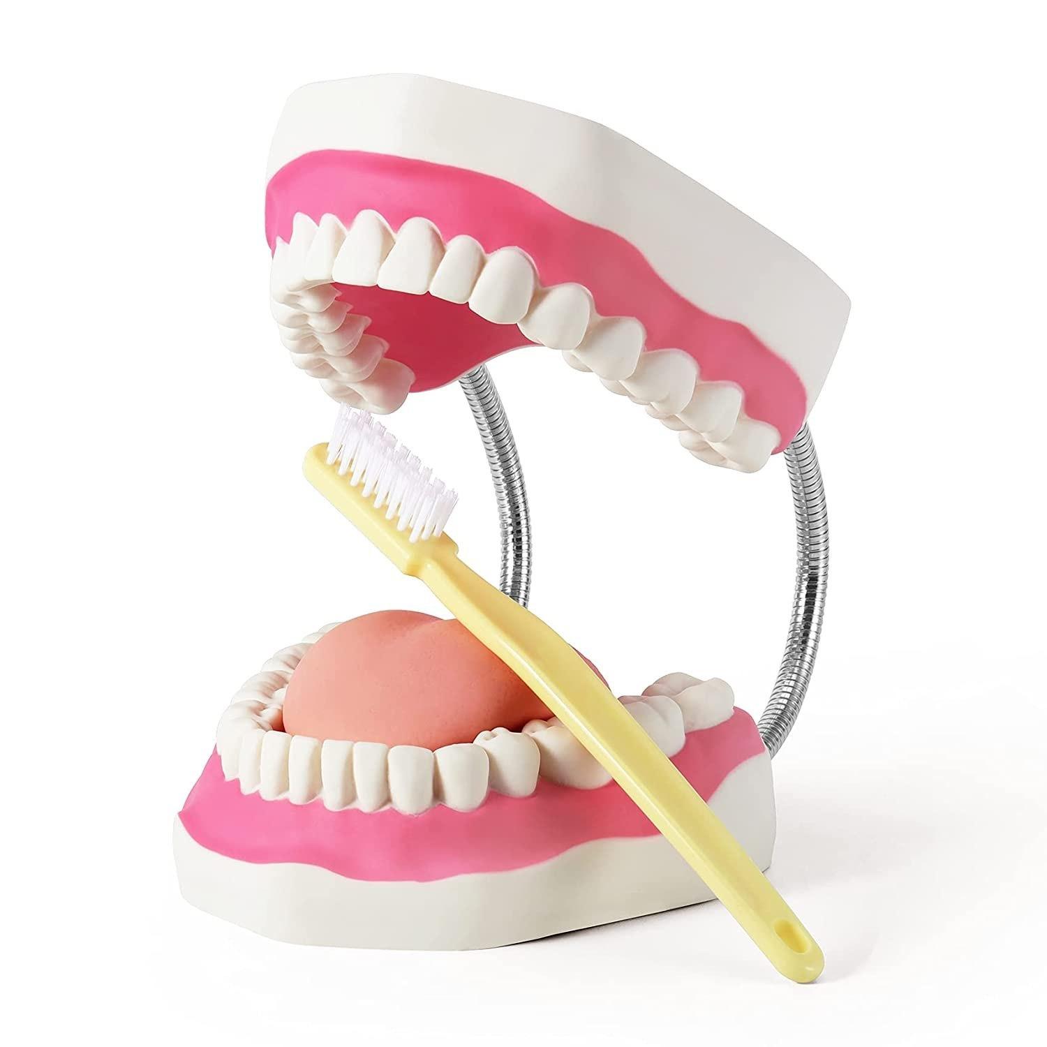 Tooth Care Model w/Brush, Large