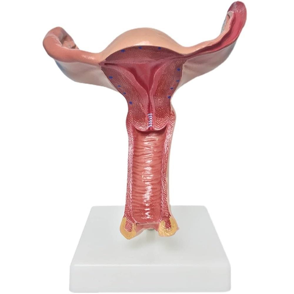Uterus Model, 1.5X Magnified