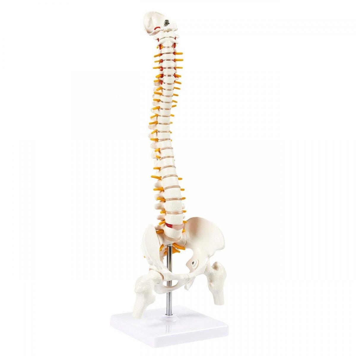 Vertabrae and Spinal Cord Model