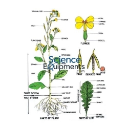 Educational Charts for School