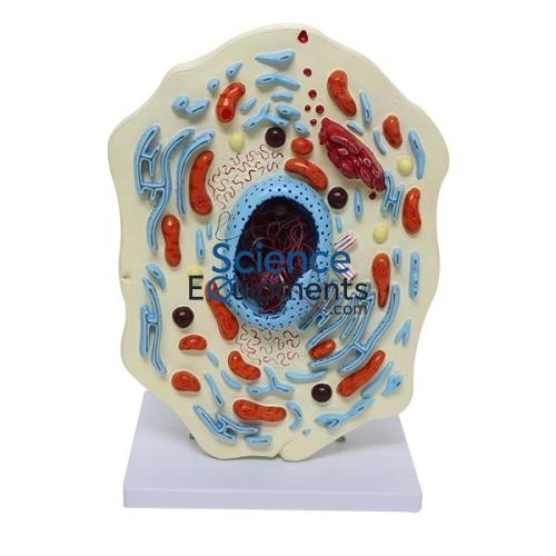 Animal Cell Model