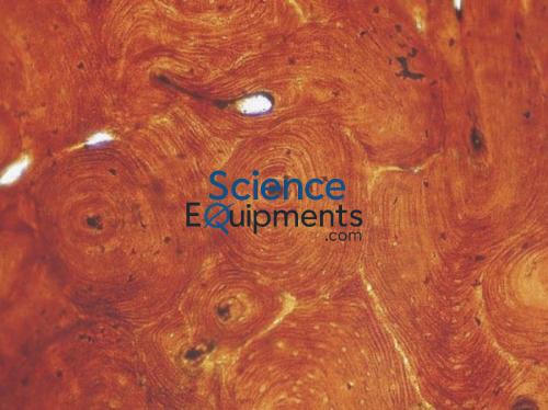 Science Lab Basic Histology Slide Set of 25