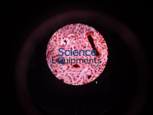 Science Lab Basic Human Histology Microslide