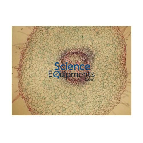 Science Lab Basic Plant Anatomy slide