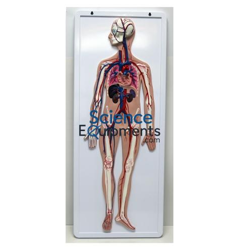 Science Lab Blood Circulation System
