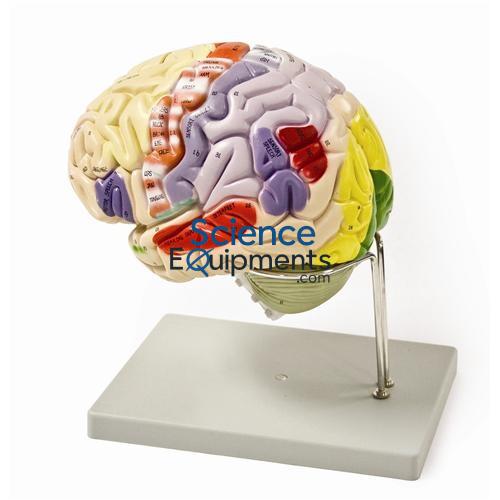 Brain Model, Left and Right