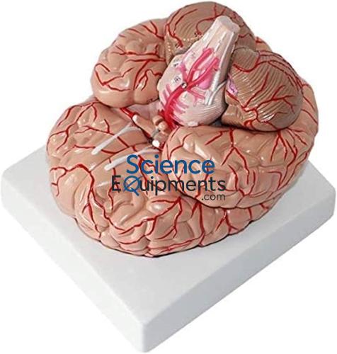 Brain Nerves Model 2Pc