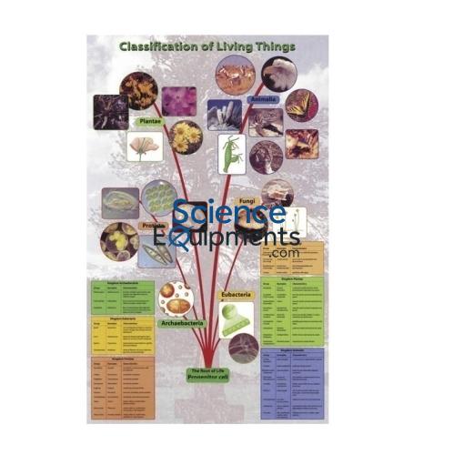 Science Lab Classification of Living Things Poster