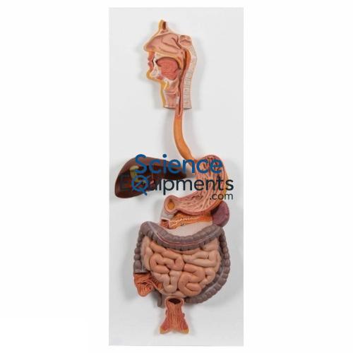 Digestive Organ Section 1 Pc