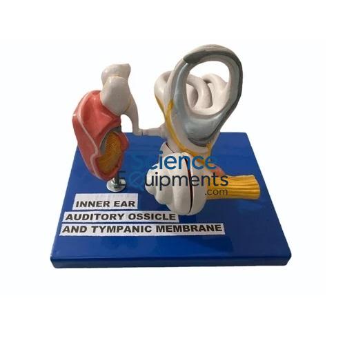 Ear Model, Auditory Ossicles 30X Mag