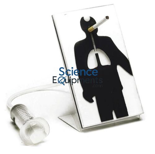 Science Lab Effects of Smoking Model