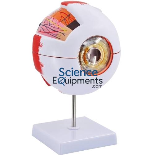 Eye Model, 6X Mag 6Pc