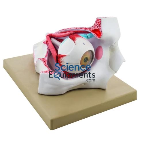 Eye Model, In Orbit 5X Mag 9 Pc