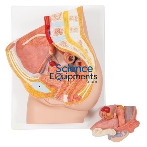 Science Lab Female Pelvis Section Model