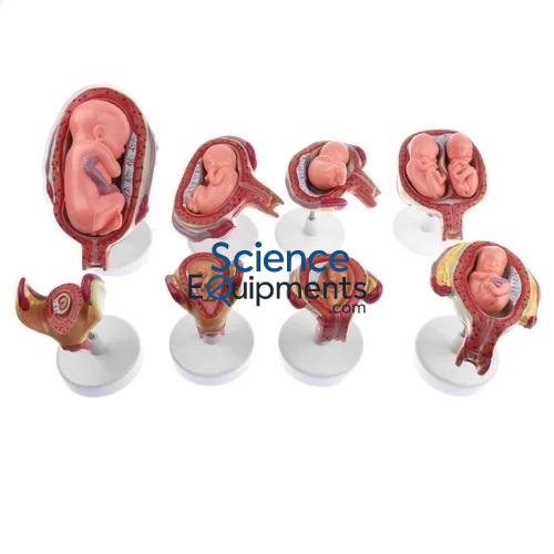 Fetus Development Relief Model