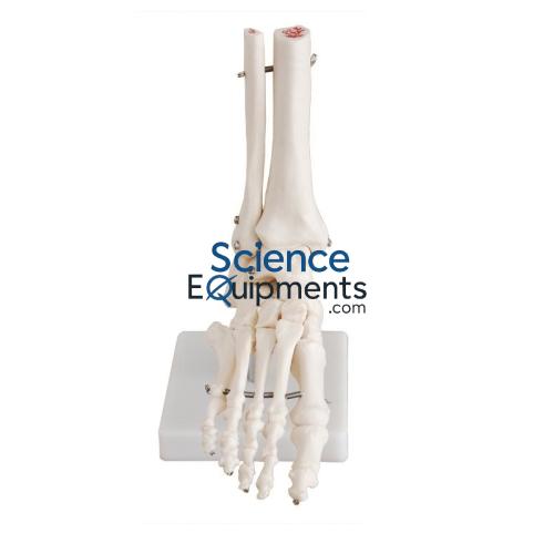 Foot, Skeletal Natural Size
