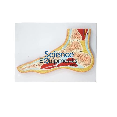 Foot Section Model
