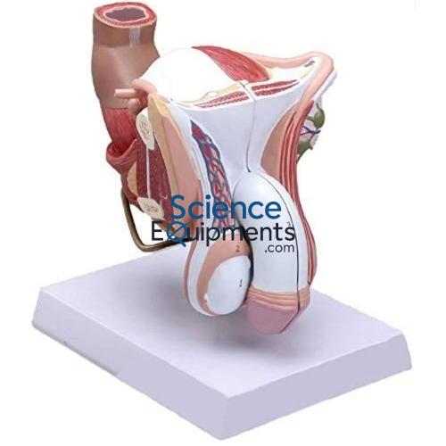 Genital Organ Model, Male