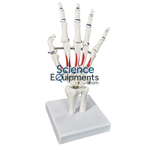 Hand, Skeletal Natural Size