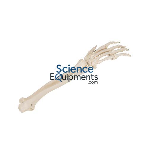 Hand, Skeletal w/Ulna & Radius