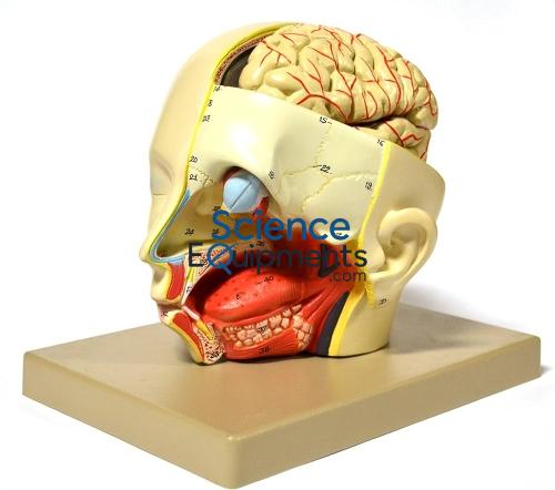 Head Model, Half Dissection