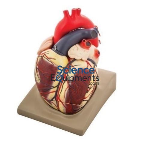 Science Lab Heart Extra Large on Base Model