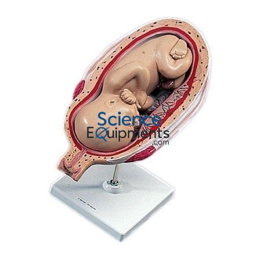 Science Lab Human Foetus Model