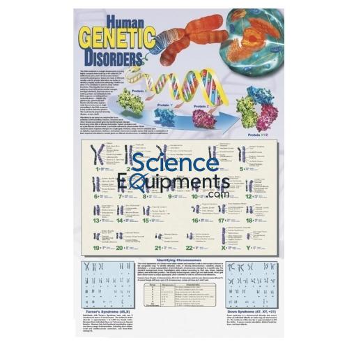 Science Lab Human Genetic Disorders Poster