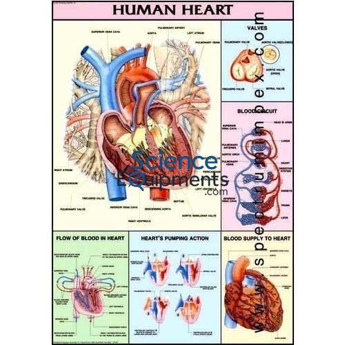 Science Lab Human Physiology Charts