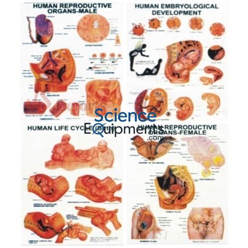 Science Lab Human Reproduction Charts