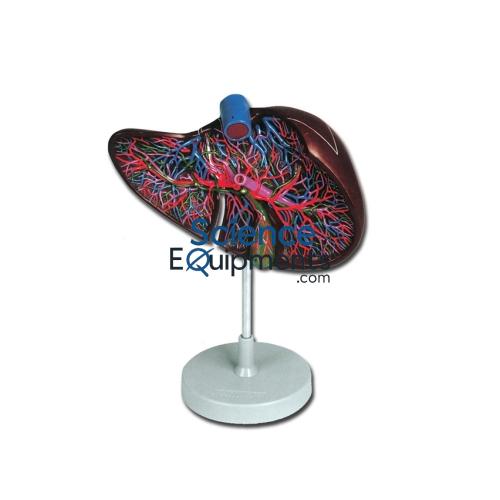 Liver Model, 1.5X Magnification, 2Pc