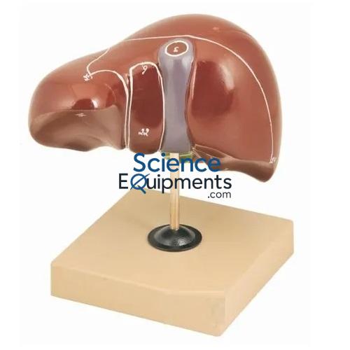 Liver Model, Natural Size One Pc
