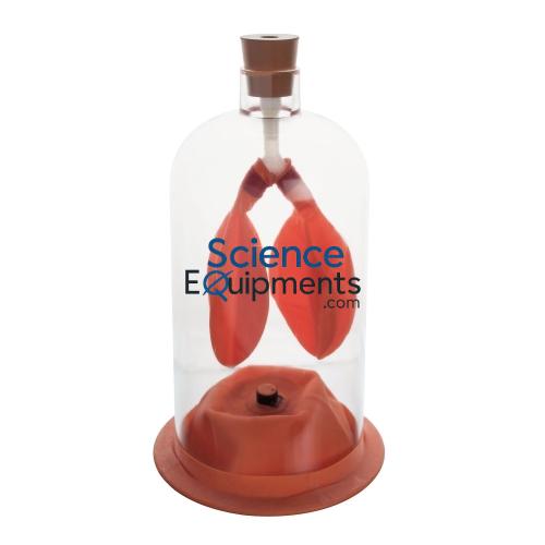 Science Lab Lung Demonstration Model