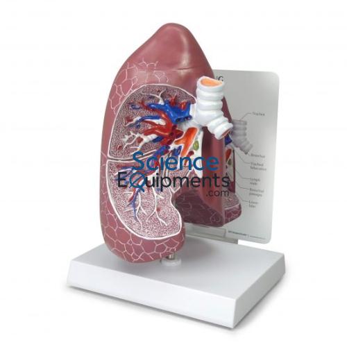 Lung Model