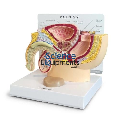 Science Lab Male Pelvis Section Model