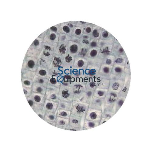 Science Lab Meiosis Microslide