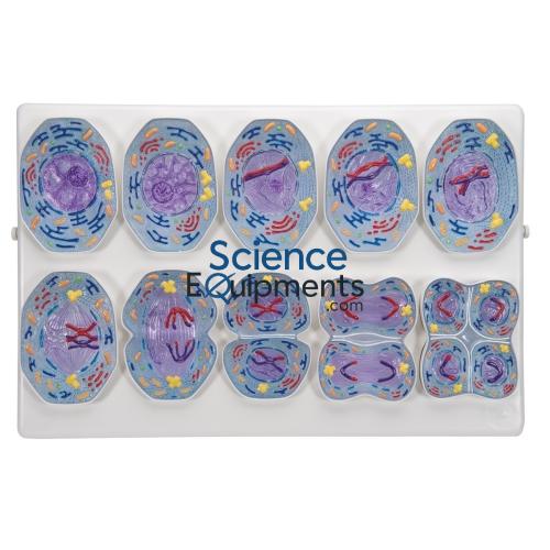 Science Lab Meiosis Model