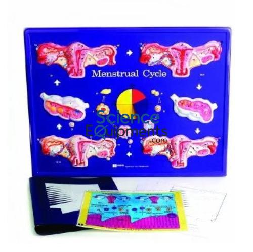 Menstrual Cycle Model
