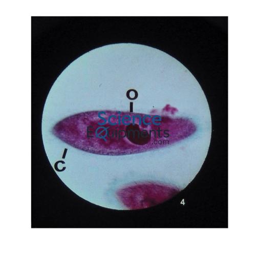 Science Lab Microslide Five Kingdoms of Life